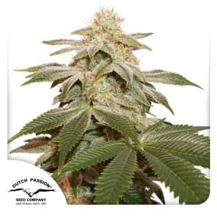 Sugar Bomb Punch Seeds x3 - Dutch Passion