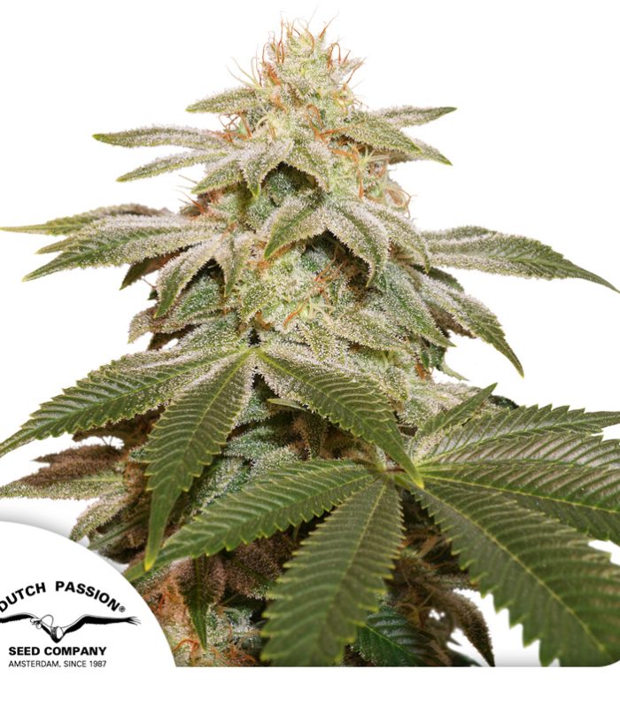 Sugar-Bomb-Punch-Dutch-Passion-Seed-company