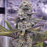 Sugar-Bomb-Punch-Dutch-Passion-Seed-company-v2B