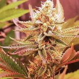 Sugar-Bomb-Punch-Dutch-Passion-Seed-company-v2C