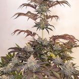 Sugar-Bomb-Punch-Dutch-Passion-Seed-company-v2D