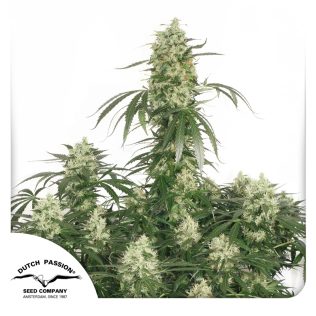 The Ultimate Seeds x3 - Dutch Passion