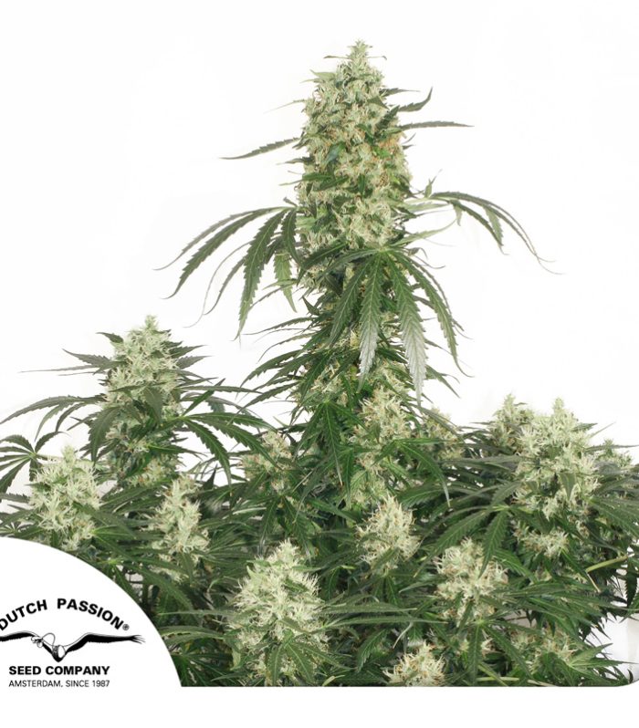 The-Ultimate-Dutch-Passion-Seed-company