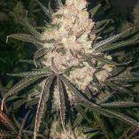 The-Ultimate-Dutch-Passion-Seed-company-v2B