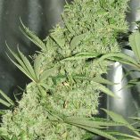 The-Ultimate-Dutch-Passion-Seed-company-v2C