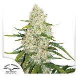 Think-Big-Dutch-Passion-Seed-company