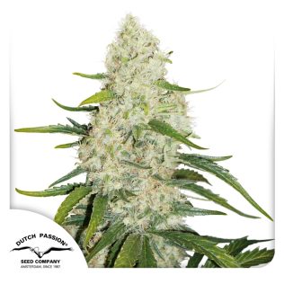 Auto Think Big Seeds x3 - Dutch Passion