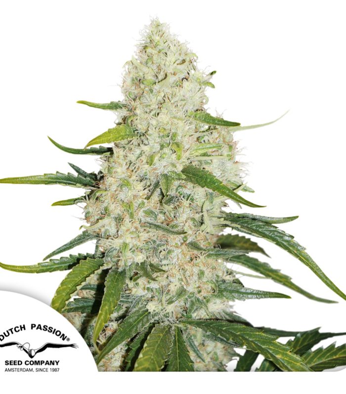 Think-Big-Dutch-Passion-Seed-company