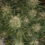 Think-Big-Dutch-Passion-Seed-company-v2B