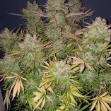 Think-Big-Dutch-Passion-Seed-company-v2C