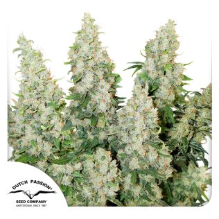 Auto Think Different x3 - Dutch Passion