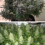 Think-Different-Dutch-Passion-Seed-company-v2B