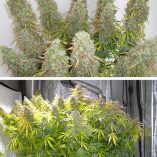 Think-Different-Dutch-Passion-Seed-company-v2C