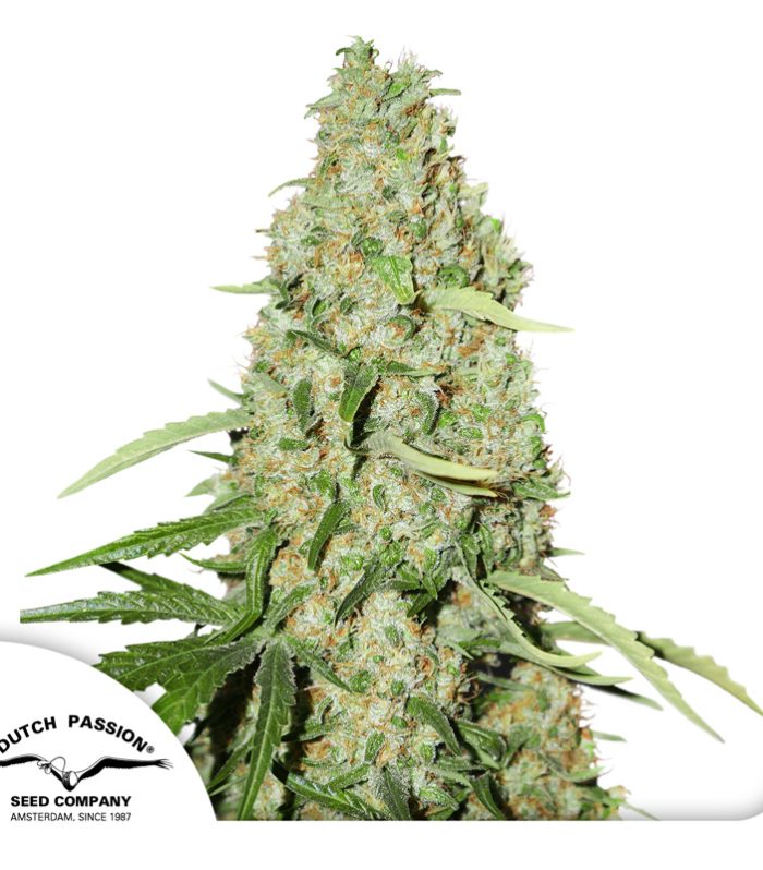 Think-Fast-Dutch-Passion-Seed-company