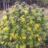 Think-Fast-Dutch-Passion-Seed-company-v2B