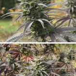 Think-Fast-Dutch-Passion-Seed-company-v2C