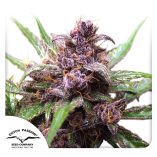 Auto-Blackberry-Kush-Dutch-Passion-Seed-company