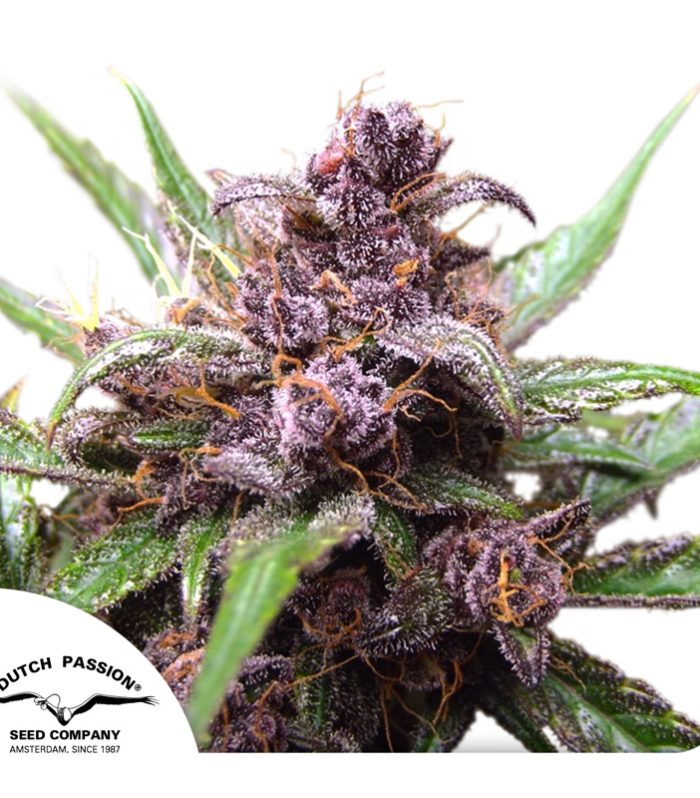 Auto-Blackberry-Kush-Dutch-Passion-Seed-company