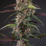 Auto-Blackberry-Kush-Dutch-Passion-Seed-company-v2B