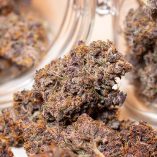 Auto-Blackberry-Kush-Dutch-Passion-Seed-company-v2C