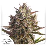 Auto-Blueberry-Dutch-Passion-Seed-company