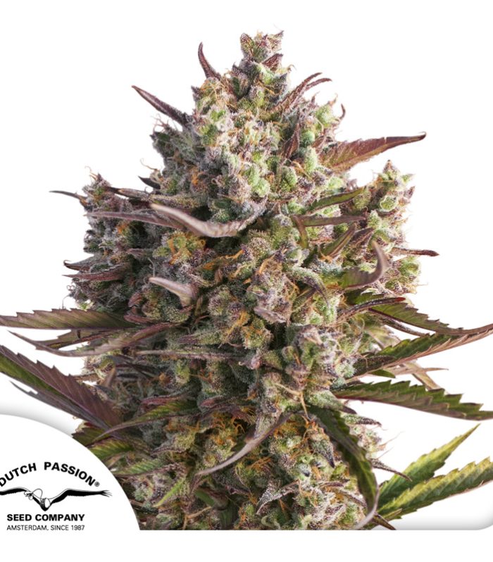 Auto-Blueberry-Dutch-Passion-Seed-company