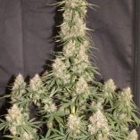 Auto-Blueberry-Dutch-Passion-Seed-company-v2B