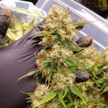 Auto-Blueberry-Dutch-Passion-Seed-company-v2C