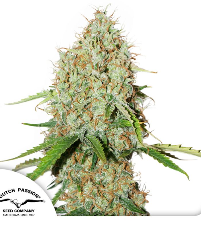 Auto-Brooklyn-Sunrise-Dutch-Passion-Seed-company