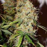 Auto-Brooklyn-Sunrise-Dutch-Passion-Seed-company-v2B