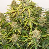 Auto-Brooklyn-Sunrise-Dutch-Passion-Seed-company-v2C