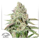 Auto-Colorado-Cookies-Dutch-Passion-Seed-company