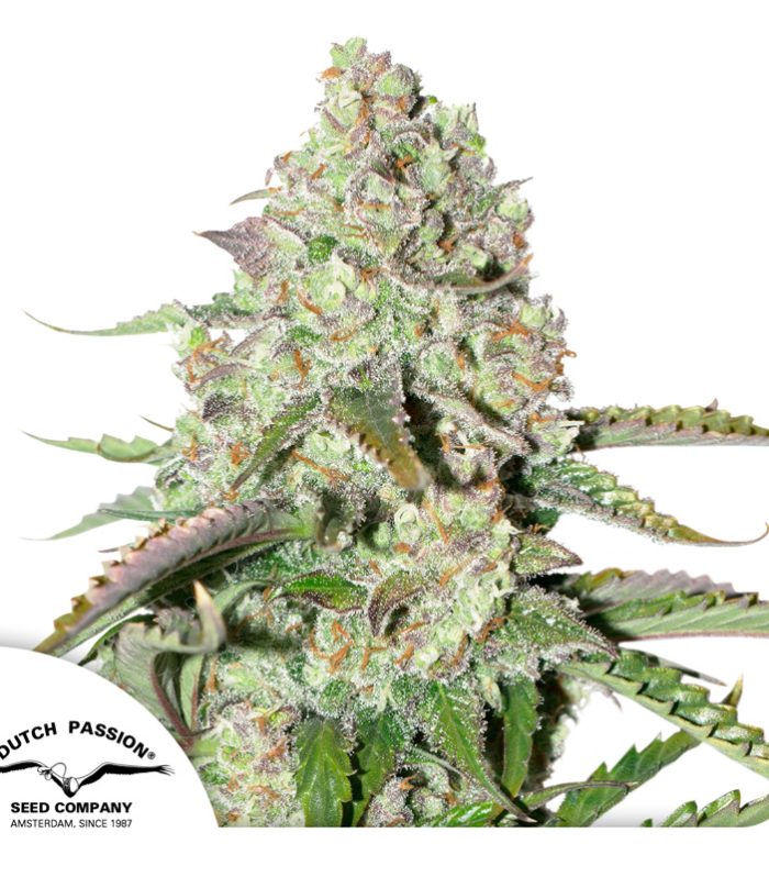 Auto-Colorado-Cookies-Dutch-Passion-Seed-company