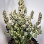 Auto-Colorado-Cookies-Dutch-Passion-Seed-company-v2B