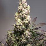 Auto-Colorado-Cookies-Dutch-Passion-Seed-company-v2C