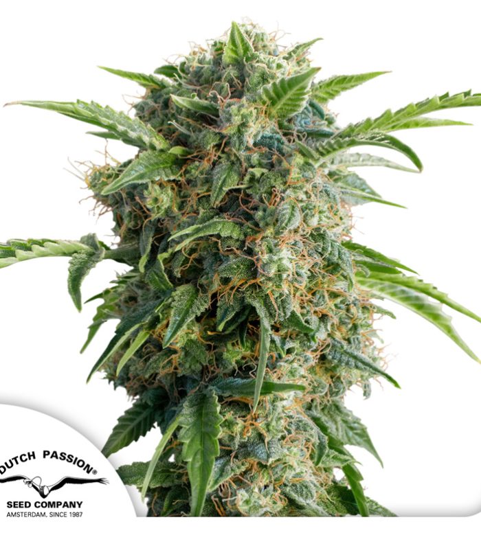 Auto-Daiquiri-Lime-Dutch-Passion-Seed-company