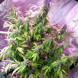 Auto-Daiquiri-Lime-Dutch-Passion-Seed-company-v2B