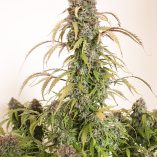 Auto-Daiquiri-Lime-Dutch-Passion-Seed-company-v2C