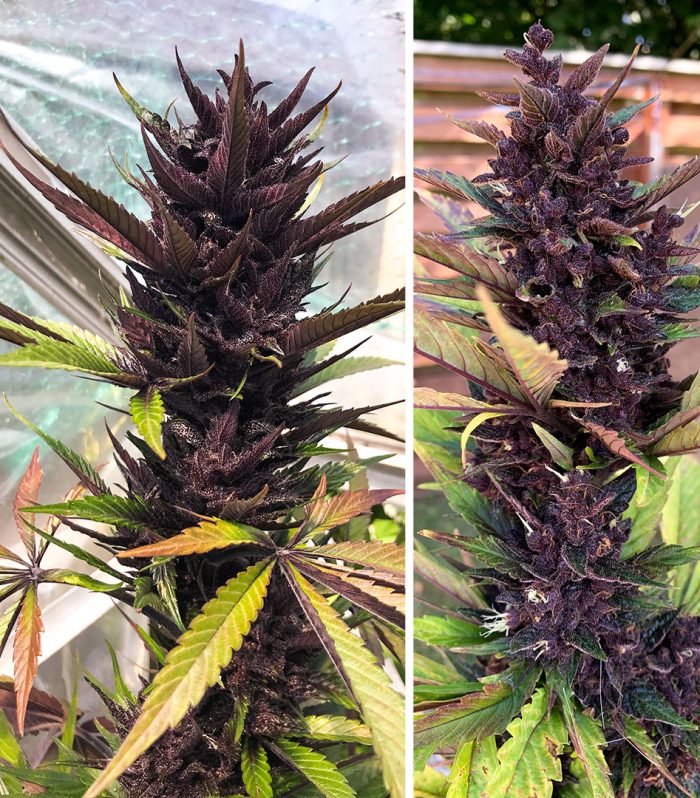 Auto Forbidden Cherry-dutch-passion-02