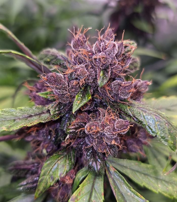 Auto Forbidden Cherry-dutch-passion-03