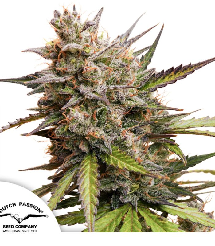 Auto-Melonade-Runtz-2024