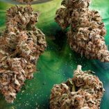 Auto-Melonade-Runtz-dry-yield