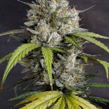 Auto-Melonade-Runtz-frosty-flower