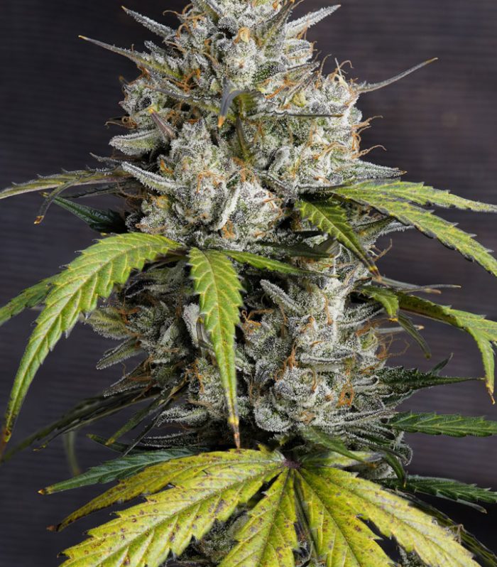 Auto-Melonade-Runtz-frosty-flower