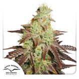 Auto-Night-Queen-Dutch-Passion-Seed-company