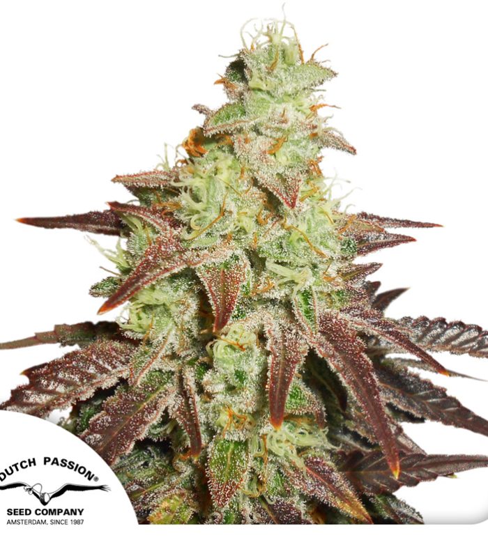 Auto-Night-Queen-Dutch-Passion-Seed-company