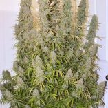Auto-Night-Queen-Dutch-Passion-Seed-company-v2B