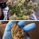 Auto-Night-Queen-Dutch-Passion-Seed-company-v2C