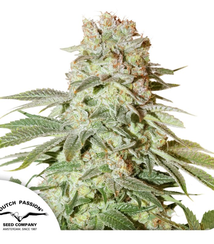 Auto-Power-Plant-Dutch-Passion-Seed-company