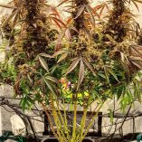 Auto-Power-Plant-Dutch-Passion-Seed-company-v2B